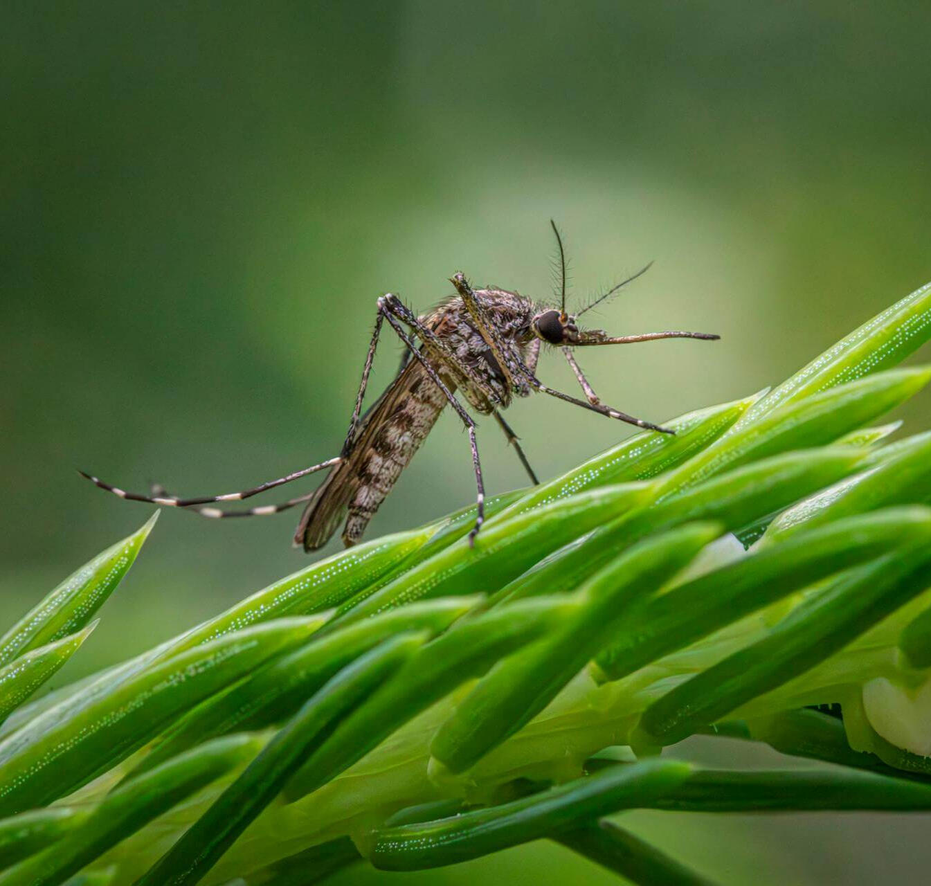 Why Mosquito Protection Matters for Dogs?