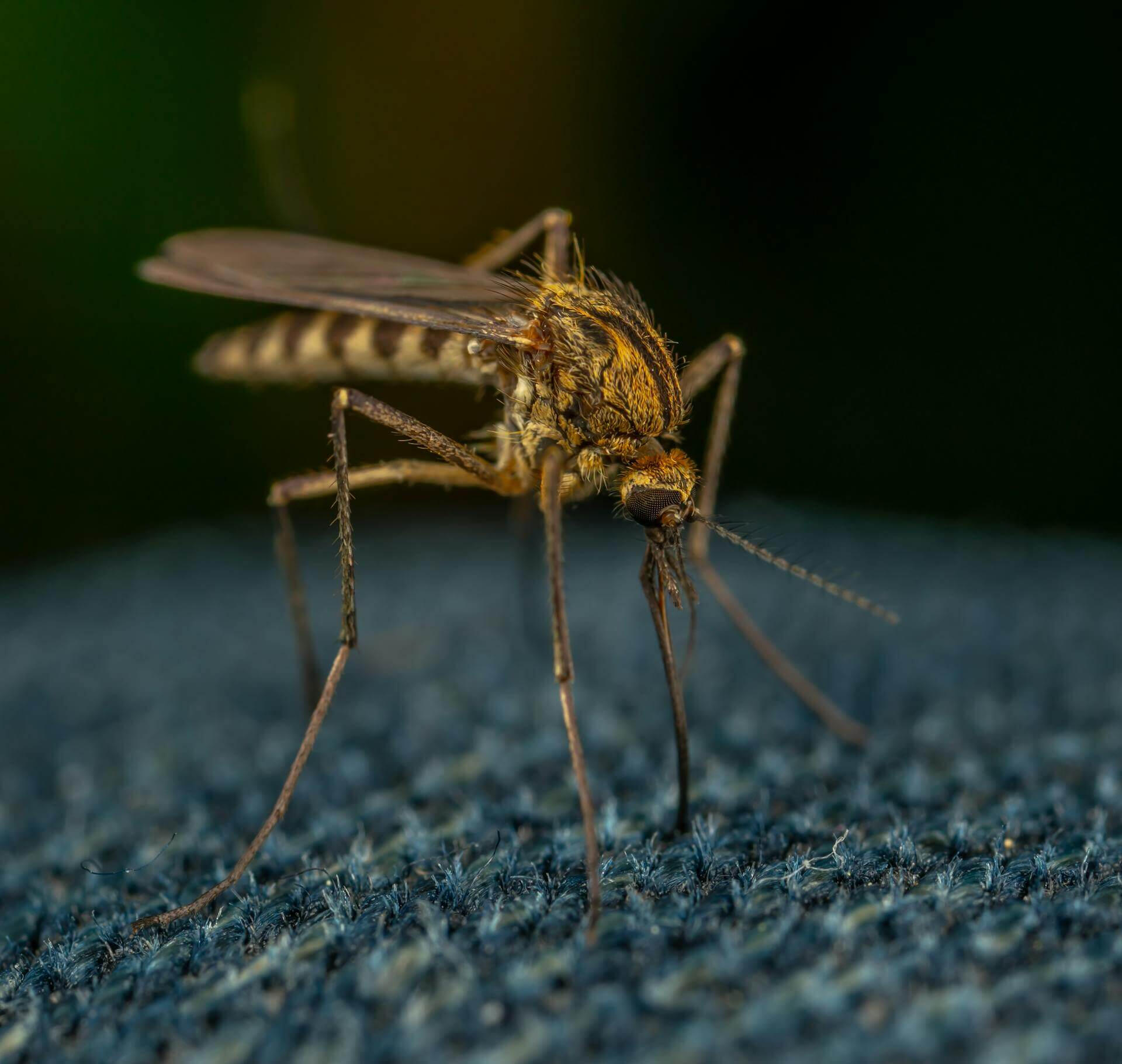 Why Mosquitoes Are Hard to Avoid?